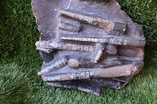 Image of Natural Orthoceras Fossil Plate from Devonian Period Fossil from Morocco