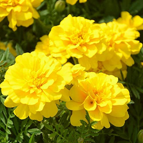 Graines De Fleurs De Souci Français Jaune Tagetes Patula Graines De Jardin À Domicile Par Heavy Torch