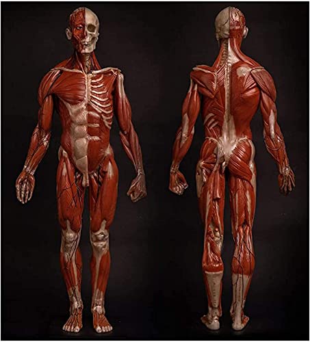 Modelo de anatomía, Modelo de Figura de anatomía Humana - Modelo de Pintura de Figura de anatomía Masculina de 23.6 Pulgadas - Modelo anatómico Humano de Ecorche de Hueso Muscular y Piel - C