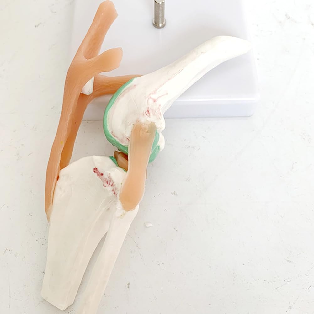 Modell zum Lernen der Gelenke und des Skeletts des Hundes mit Knie- und Bandfunktionen für die Erziehung von Haustieren