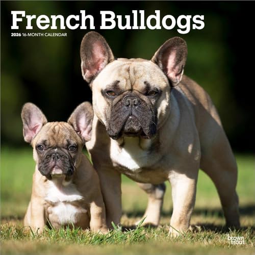 French Bulldogs – Französische Bulldogge 2026 – 16-Monatskalender: Original BrownTrout-Kalender [Mehrsprachig] [Kalender] (Wall-Kalender)