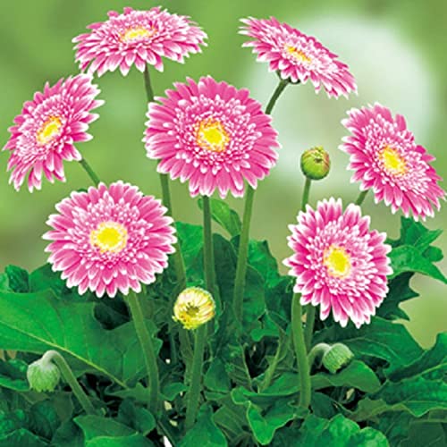 Amazon.co.jp: 花苗 宿根ガーベラ ガルビネア スイート（大輪系