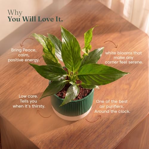 Image of Kyari Peace Lily Live Plant with Green Self Watering Pot 4 Inch - Peace Lily Indoor Live Plant with Pot for Home, Living Room, Bedroom, Office - Flowering Air Purifying Indoor Plant