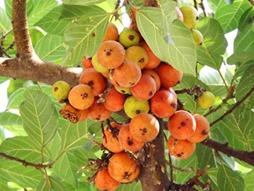 SHOP 360 GARDEN Ficus racemosa, Cluster fig tree, Indian fig tree, fig, Atti Fruit Seeds For Gardening - Pack of 5 grams seeds