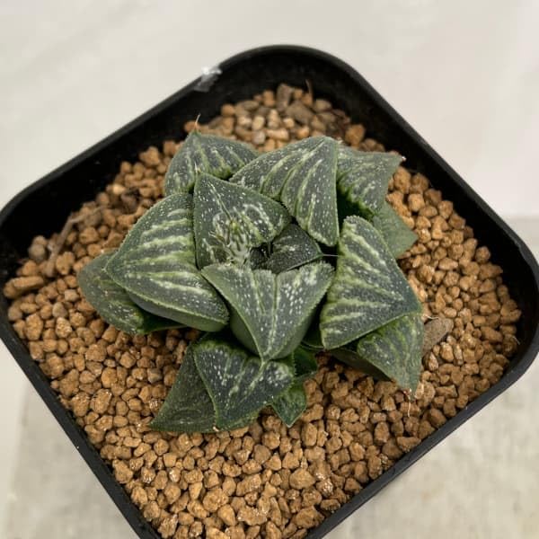 ☆ピグマエア錦 極上斑 ハオルチア ハオルシア 多肉植物 ◇多肉植物
