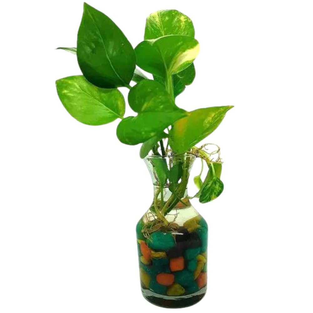 JESAA GREENS Live Money Plant With Glass Vase Pot For Home & Office Décor | Easy Care | Air Purifying | Lucky Plant | Plant for Gifting | Indoor & Outdoor Decoration | Set of 1 (B09NG876HB) Amazon Price History, Amazon Price Tracker