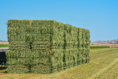 CZ Grain Timothy Hay 12 onzas para pequeños roedores miniatura 2