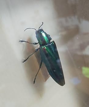 大和玉虫標本 Amazon.co.jp: 玉虫標本 : おもちゃ