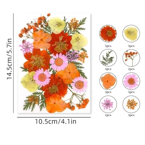 Set de flores secas prensadas naturales para manualidades miniatura 3