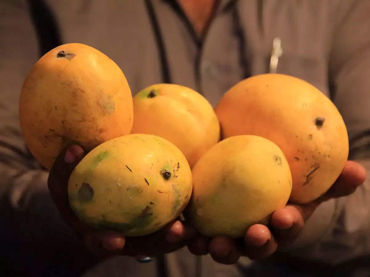 See full amazon price history chart for Corofitam Safeda Mango Plant Corofitam Safeda Mango Plant (B09T63VCFY) Amazon Price History, Amazon Price Tracker