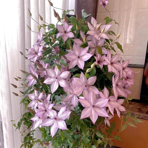 bulbos resistentes de clemátide - decorativos temprana exterior trepadoras jardín 4pcs