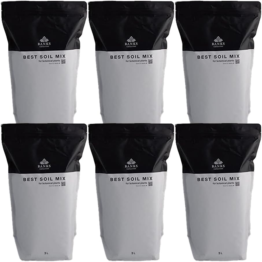 亀様専用 サボテン 大物キンシャチ③ 超選抜苗7月限定3個 【金鯱】王様 亀様専用 サボテン 大物キンシャチ③ 超選抜苗7月限定3個 【金鯱】王様