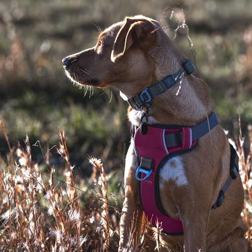 Most Comfortable Dog Harness For Large Dogs