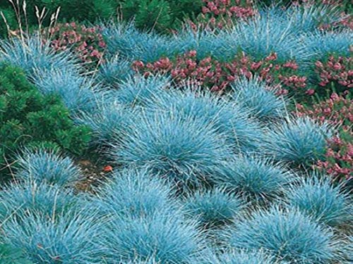 Festuca glauca 1 Stück Blauschwingel winterharte Staude T9x9 Gräser Cover