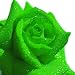 20pcs Green Rose Seeds Flower Seeds