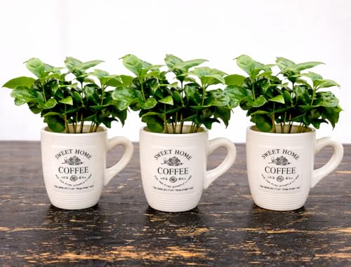 POWERS TO FLOWERS - PIANTA DEL CAFFE' DA FRUTTO, 3 PIANTE, COFFEA ARABICA, IN TAZZINA 9CM DIAMETRO, pianta vera