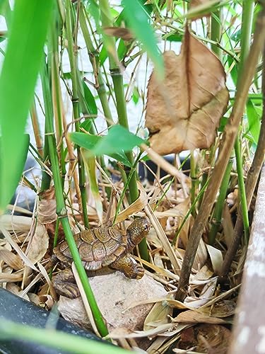 WOO MANTO Schildkröte Figur 6,5cm lang - kleine Tierfigur aus Harz, Dekofigur für Garten/Indoor Flaschengarten Miniteich