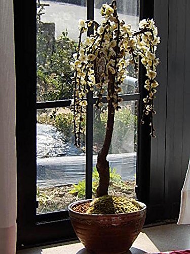 Amazon.co.jp: 梅盆栽八重咲花植木地植え苗 1鉢 しだれ梅花鉢 白花