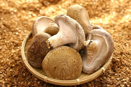 [有機]深山農園の 有機 中身美人の新鮮しいたけ 〜アウトレット〜750g