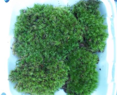 Fresh Live Frog Mood Moss - 2 to 4" Plants for Terrarium Vivarium
