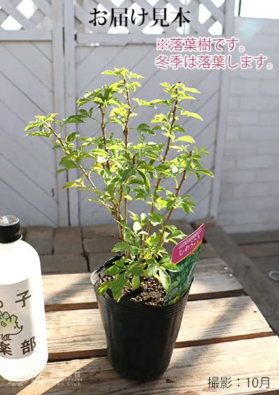 nanairo　ひめうこぎ苗木25本➕3本、新芽20本 Amazon.co.jp: ウコギ『ヒメウコギ』12cmポット苗木 : DIY・工具