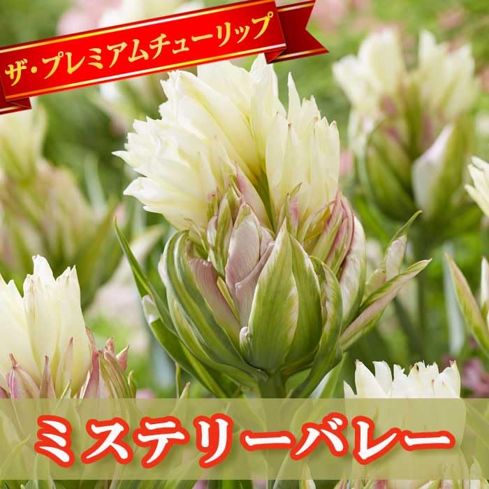 Amazon.co.jp: チューリップ 球根 ミステリーバレー 2球 八重咲き