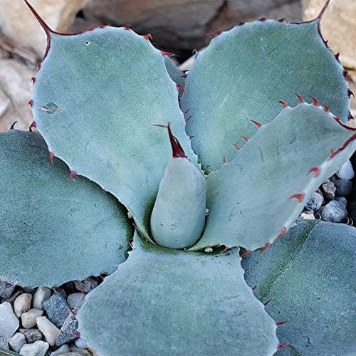 Agave Truncata Cacti Cactus Succulent Real Live Plant #TOP4
