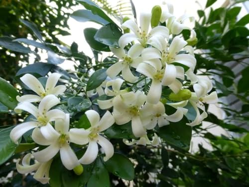 Image of Live Madhu Kamini Plant Murraya Paniculata | Fragrant Flower Plant for Home Garden Balcony | Indoor Outdoor Evergreen Plant with Pot | Orange Jasmine Live Plant a€ inch Pack of 1