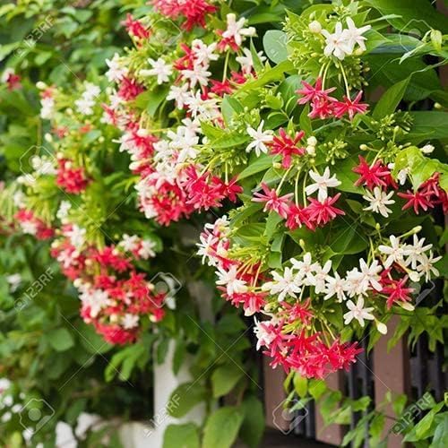 Madhumalti Dwarf Rangoon Creeper Live Flowering Vine Plant with Pot | Fast-Growing & Fragrant Blooms With Plastic Pot-image-48
