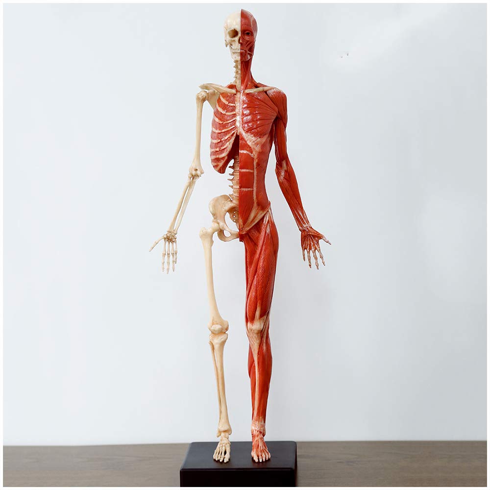 YNIYUJKL Human Anatomy Figure Mannequin Drawing Figures - 23 Inch /60Cm Female Anatomy Figure - Human Muscle Skeleton Anatomical Model Reference For Artist,School Study And Teaching,A