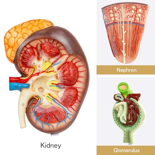 Image of Kidney Model, Human Kidney Nephron and Glomerulus Model, Kidney Anatomy Model for Medical Education Assisted Dissection Suitable for Anatomy Students, Urologists, Patient Consultation