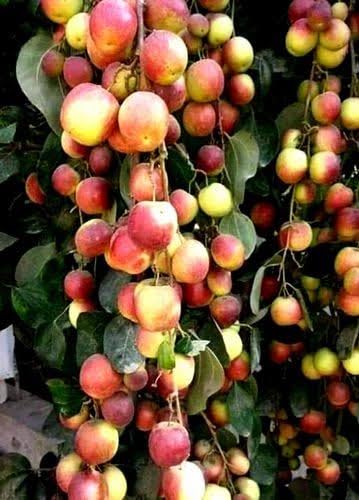 See full amazon price history chart for Live Kashmiri Apple Ber Plant - (PACK OF 2)Thriving Fruit Tree for Your Garden | Healthy and Authentic Fruit Bearing Tree for Home Orchards Live Kashmiri Apple Ber Plant - (PACK OF 2)Thriving Fruit Tree for Your Garden | Healthy and Authentic Fruit Bearing Tree for Home Orchards (B0CNNN9QK6) Amazon Price History, Amazon Price Tracker