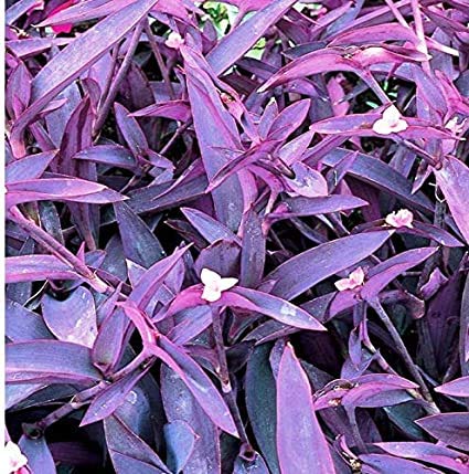 Purple heart/Tradescantia pallida Plant With Pot - Home Decor Plant (B08DYDGSH4) Amazon Price History, Amazon Price Tracker