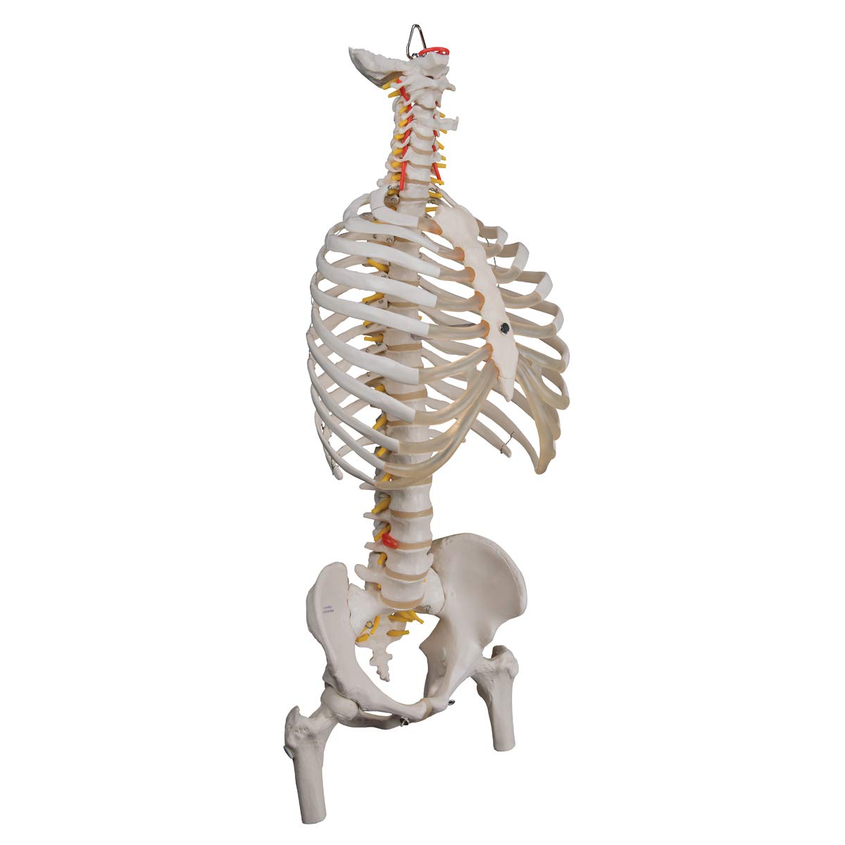 3B Scientific A56/2 Colonna Vertebrale Flessibile Classica, con Cassa Toracica e Tronchi del Femore + software gratuito di anatomia - 3B Smart Anatomy