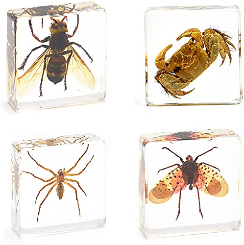 Resina de insectos WXKAGF con 4 especímenes reales transparentes para observación