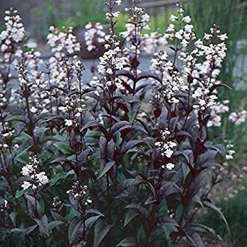 100 Penstemon digitalis 'Husker Red Superior' Beautiful Beardtongue, zones 3-9.