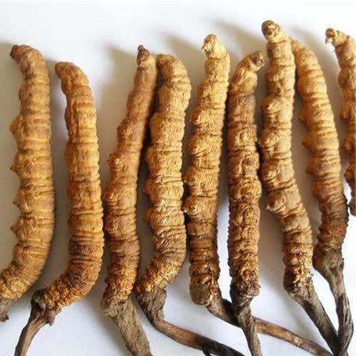 Pure CORDYCEPS (Dried Kidaa Jadi) 5pcs