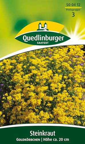 Steinkraut, Goldkörbchen