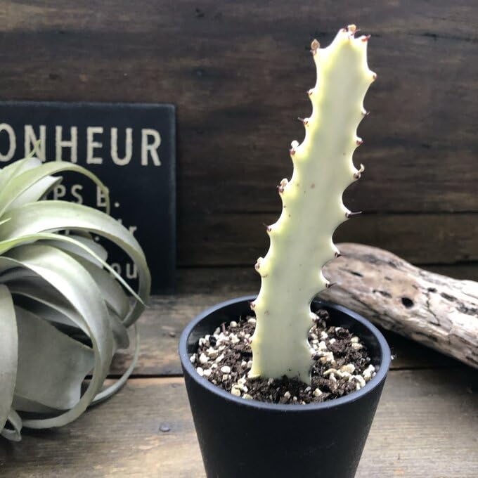 【多肉植物】ユーフォルビア・ホワイトゴースト（4号深型スリット鉢付き） 園芸ネット本店｜ユーフォルビア：ホワイトゴースト 4号鉢植え の通販