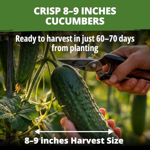 Image of HOME GROWN Organic Marketmore Cucumber Seeds 200+ Heirloom Non-GMO Seeds for Planting, High Germination, Hardy & Vigorous Slicing Cucumber, Trellis & Raised Bed Garden (Cucumis sativus)