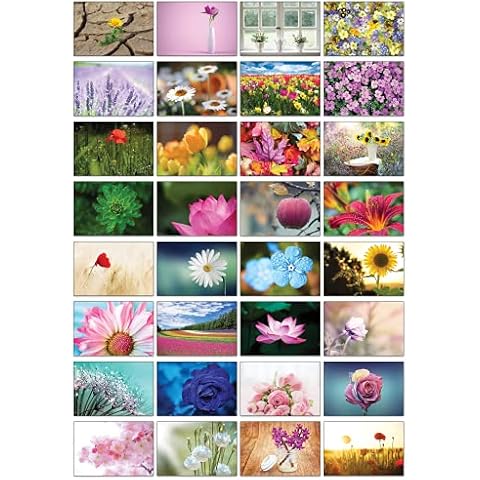 Cartes postales Nature Selection - Lazy Panda Cover