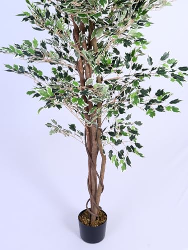 Image of ARICK DECOR 5.2Ft Artificial Variegated Ficus Tree - 160cm Tall Faux Lush White & Green Fig Tree with Braided Trunk in Pot - Realistic Floor Plant for Home, Office & Living Room