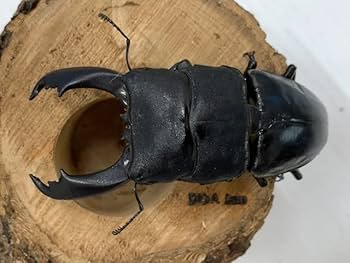 ヒラタD❗️ 10年ぶりの入荷 ! WDキングテイオウヒラタ(希少プレゼンタッ