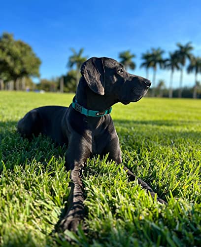 Ollydog Tilden Collar, Waterproof Dog Collar With Quick Release Buckle, Coated Stink-Proof Webbing, Lightweight Collar For Large, Medium And Small Dogs (Medium, Teal) #TOP1