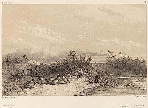 Impression d'art Karl Bodmer canards sauvages sur toile haut de gamme 60x90