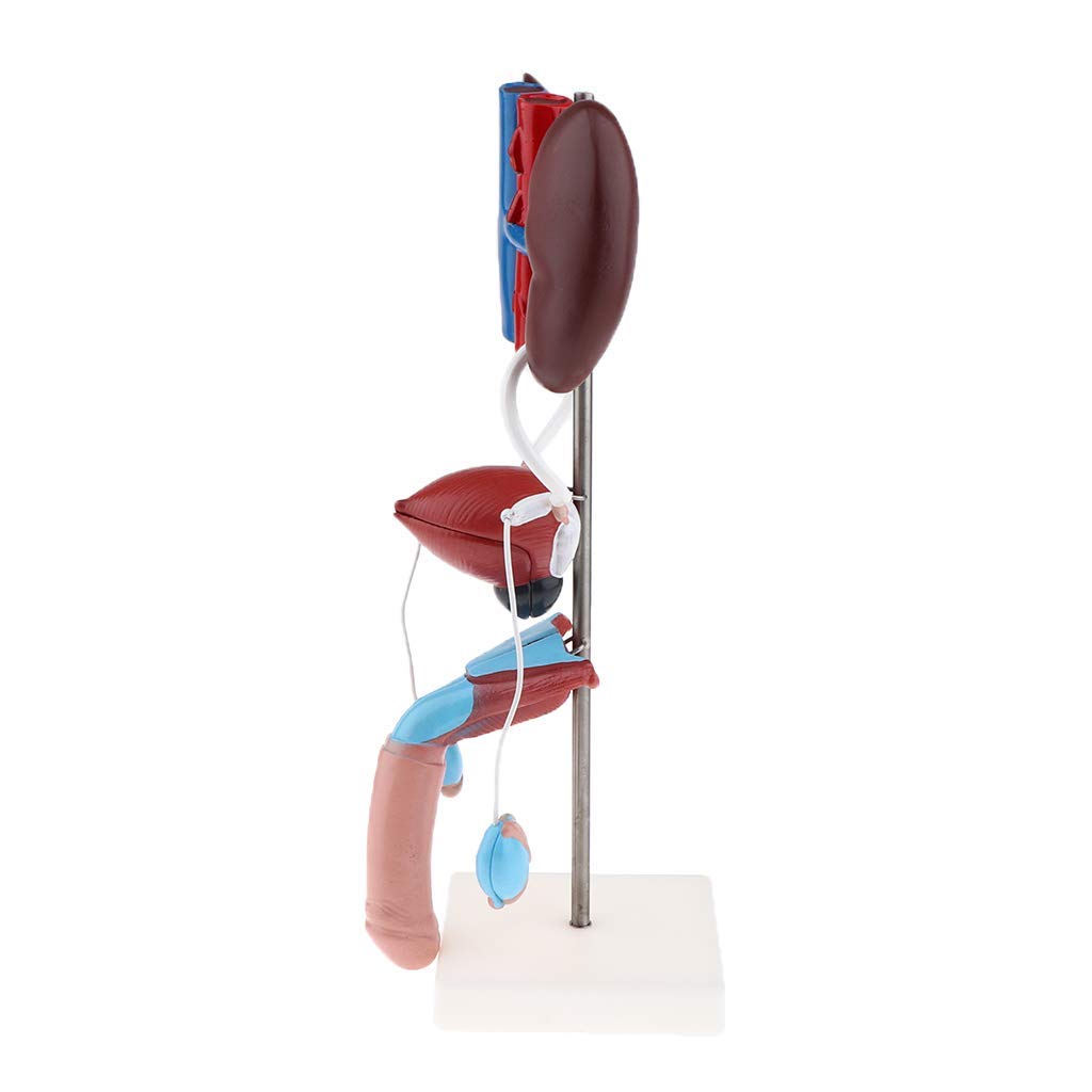 Professionelle Männliches Urogenital System Anatomisches Modell für Anatomie Lehrmittel Laborbedarf