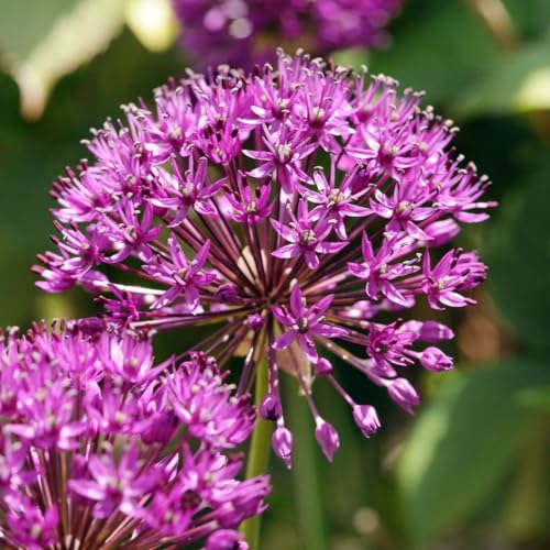 Plant in a Box - Allium Purple Sensation - 30x bulbo de flor de Alium - bulbos Resistentes para el jardín - de floración temprana