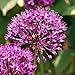 Produktbild Plant in a Box - Allium Purple Sensation - 30x Zwiebeln - Frühblüher Blumenzwiebeln Winterhart für Garten, Terras, Balkon