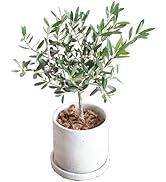 Amazon.co.jp: PLANTS NEXLIGHT ホワイト 電球オレンジ光 本体 WHITE