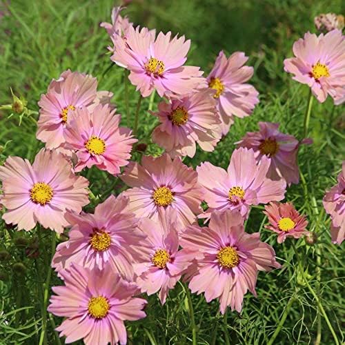 Park Seed Cosmo - Semillas de plantas de flores, fáciles de cultivar, perfectas para jardín de primavera, albaricoque, paquete de 25